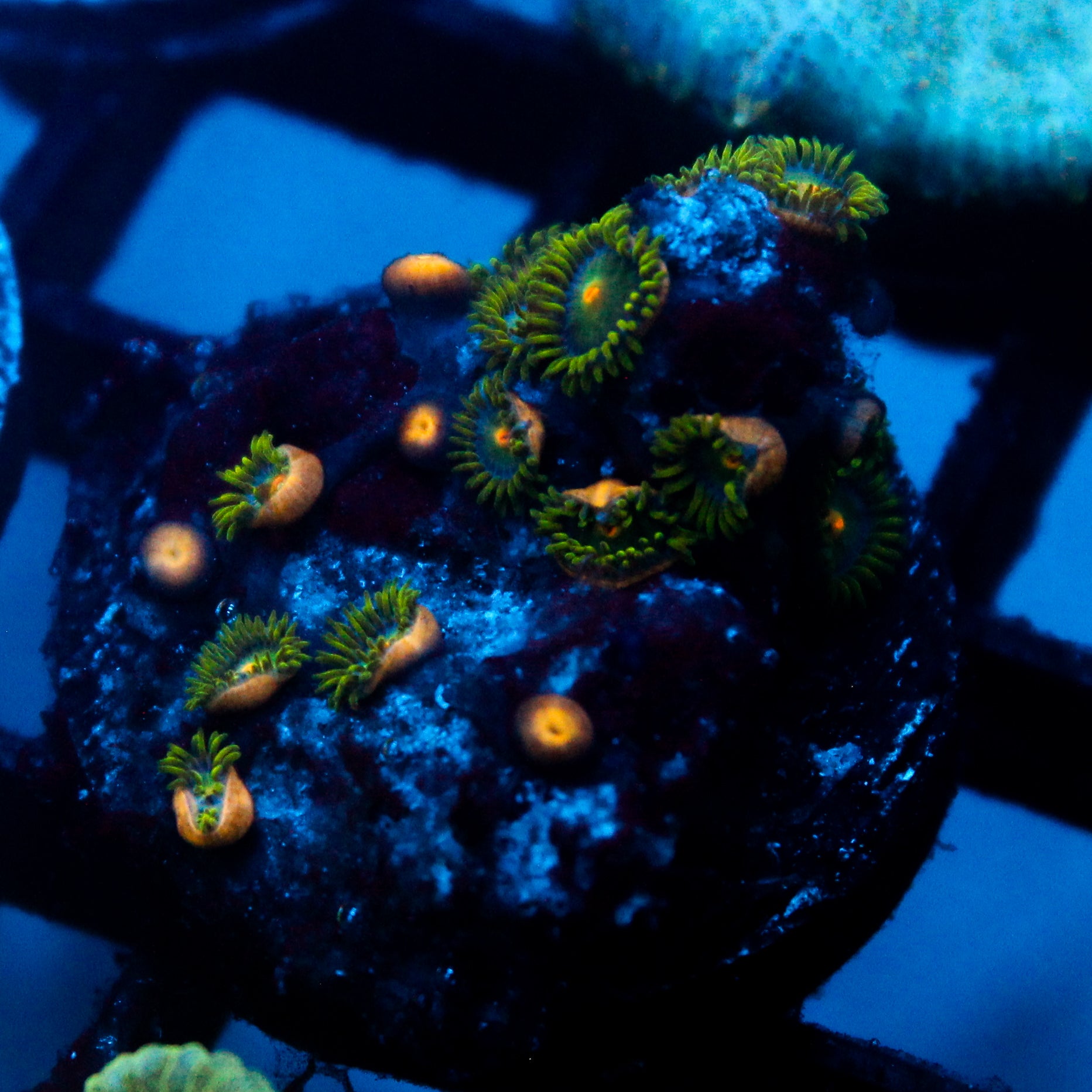 JC Zoa Garden Seed
