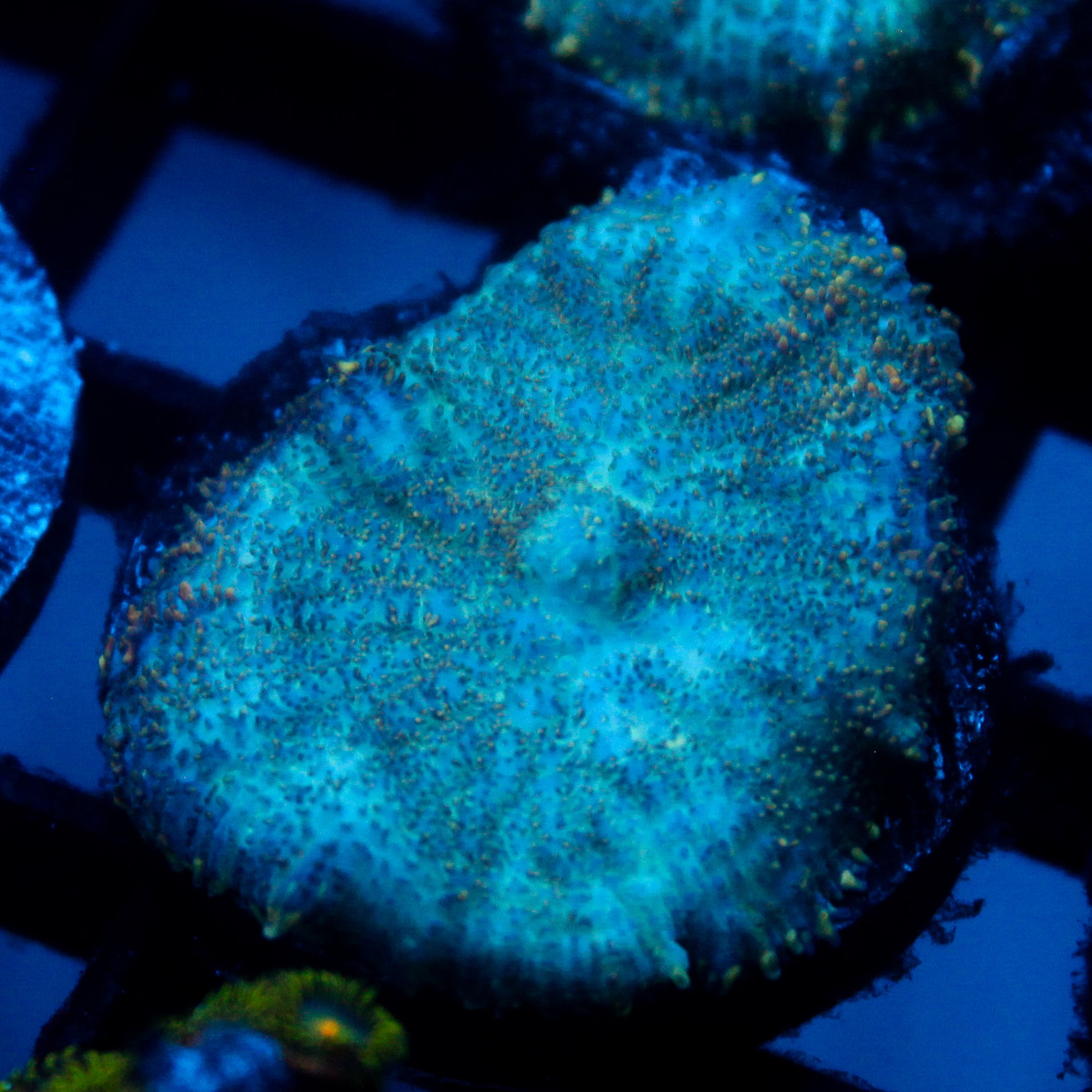 JC Cuprum Calamity Rhodactis