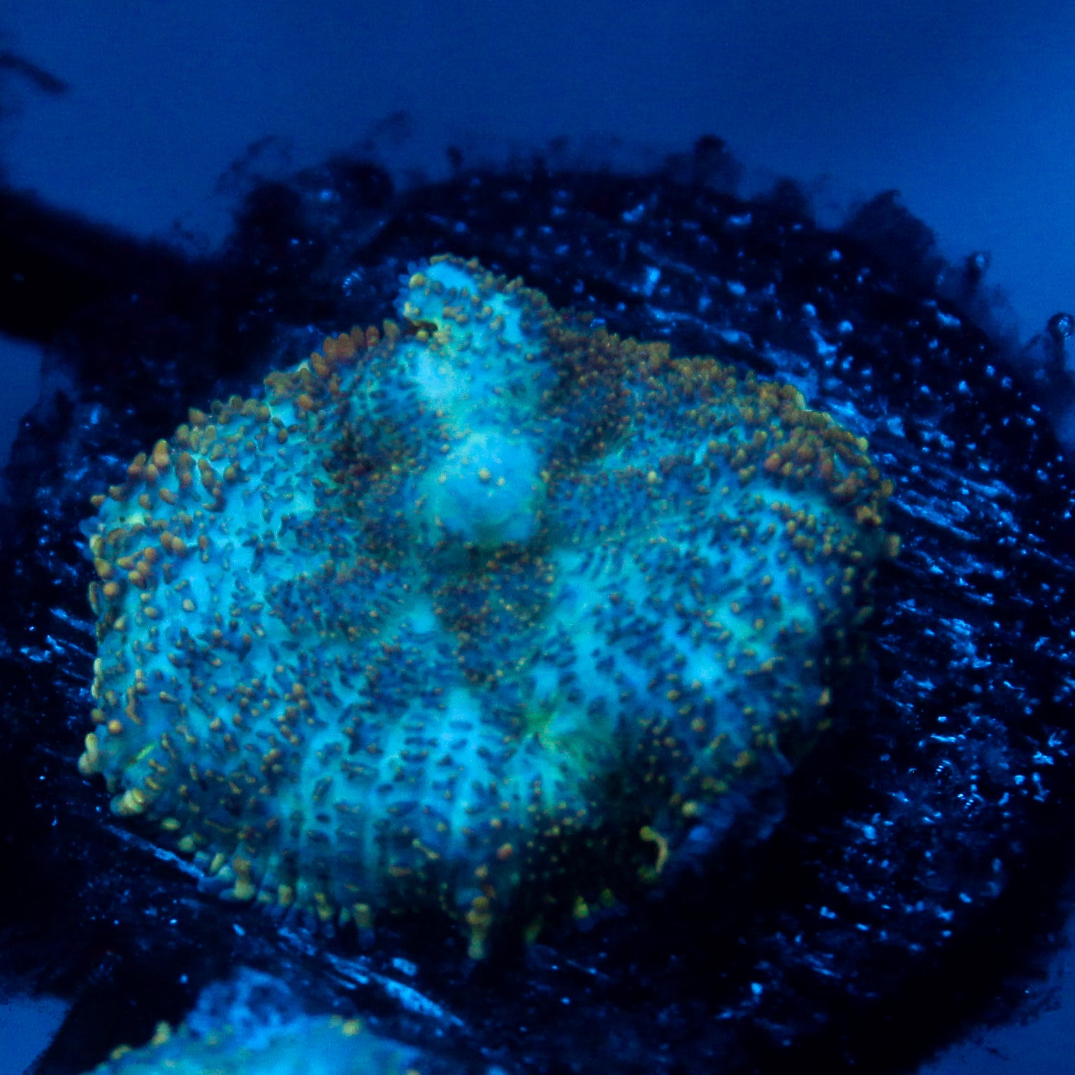 JC Cuprum Calamity Rhodactis