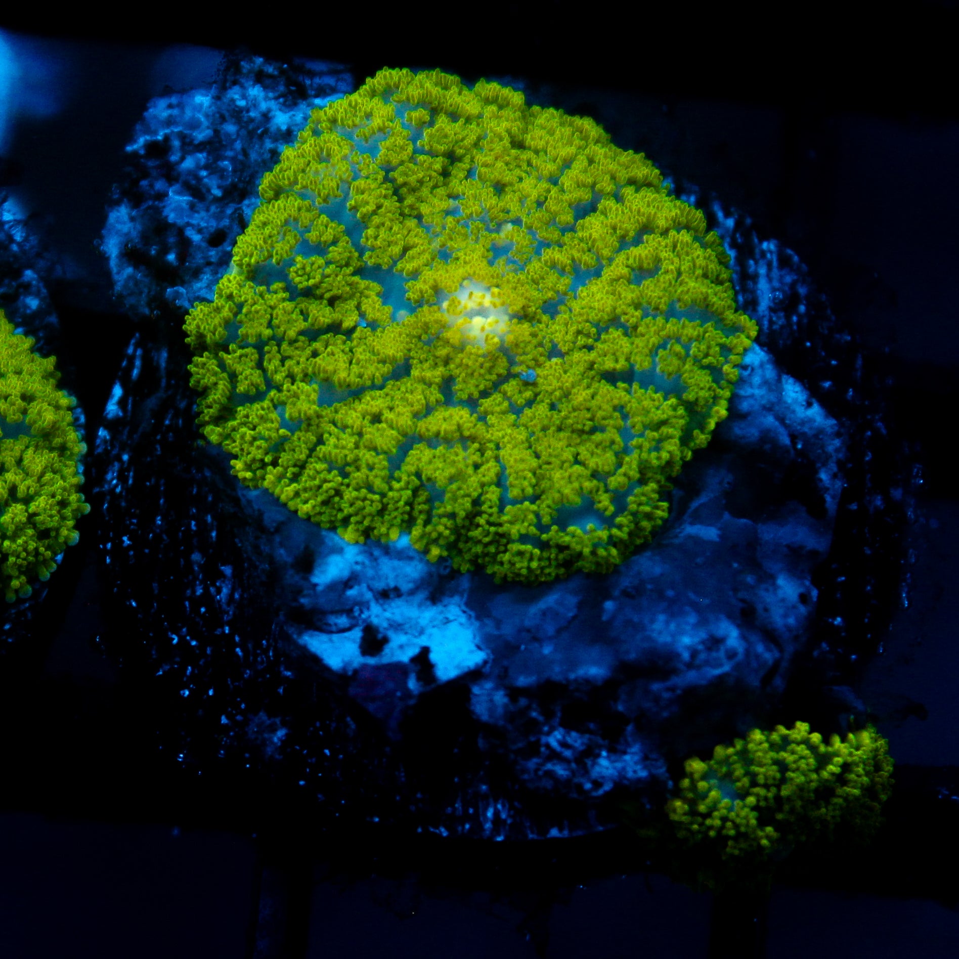 JC Neon Green Rhodactis