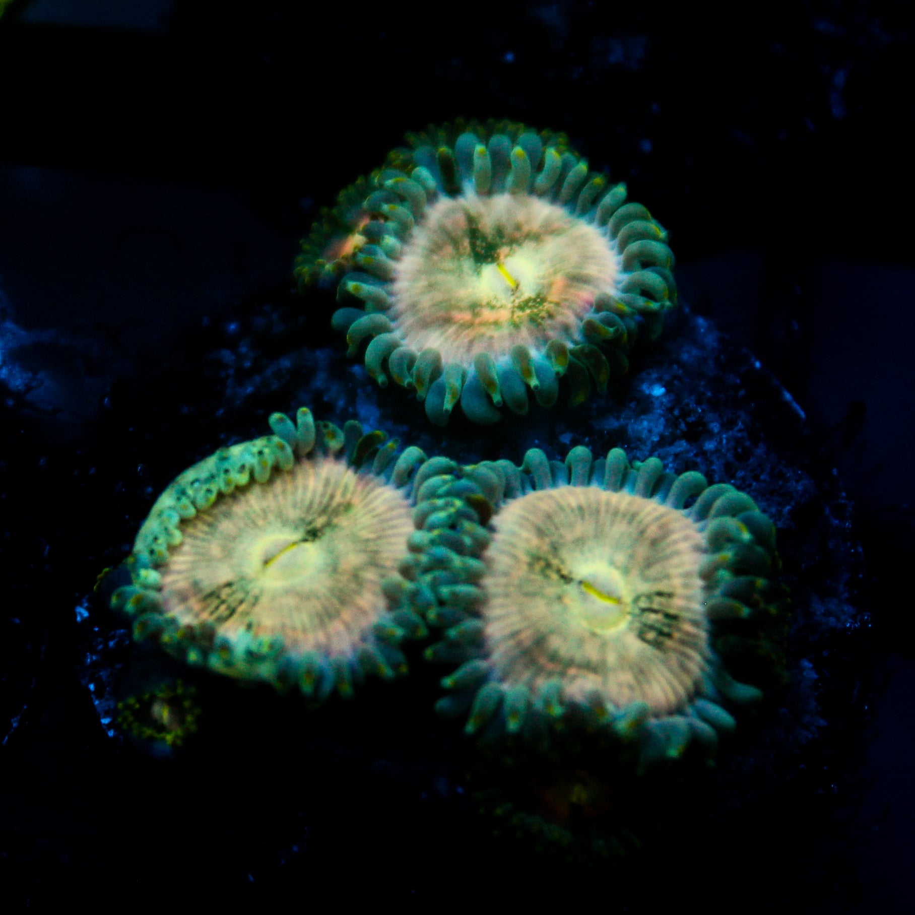 JC Hawaiian Ding Dang Zoanthid