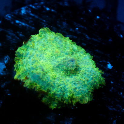 JC Lush Biome Rhodactis