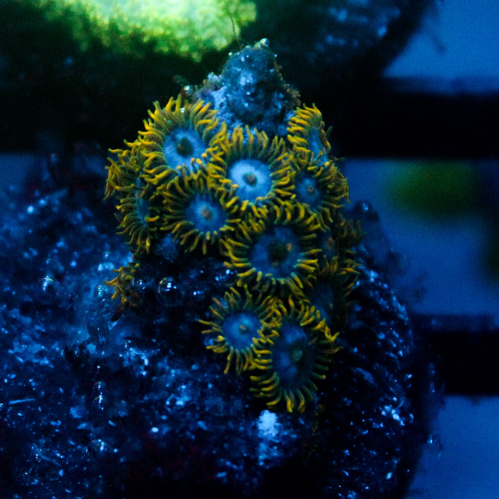 JC Gold Burst Zoanthid