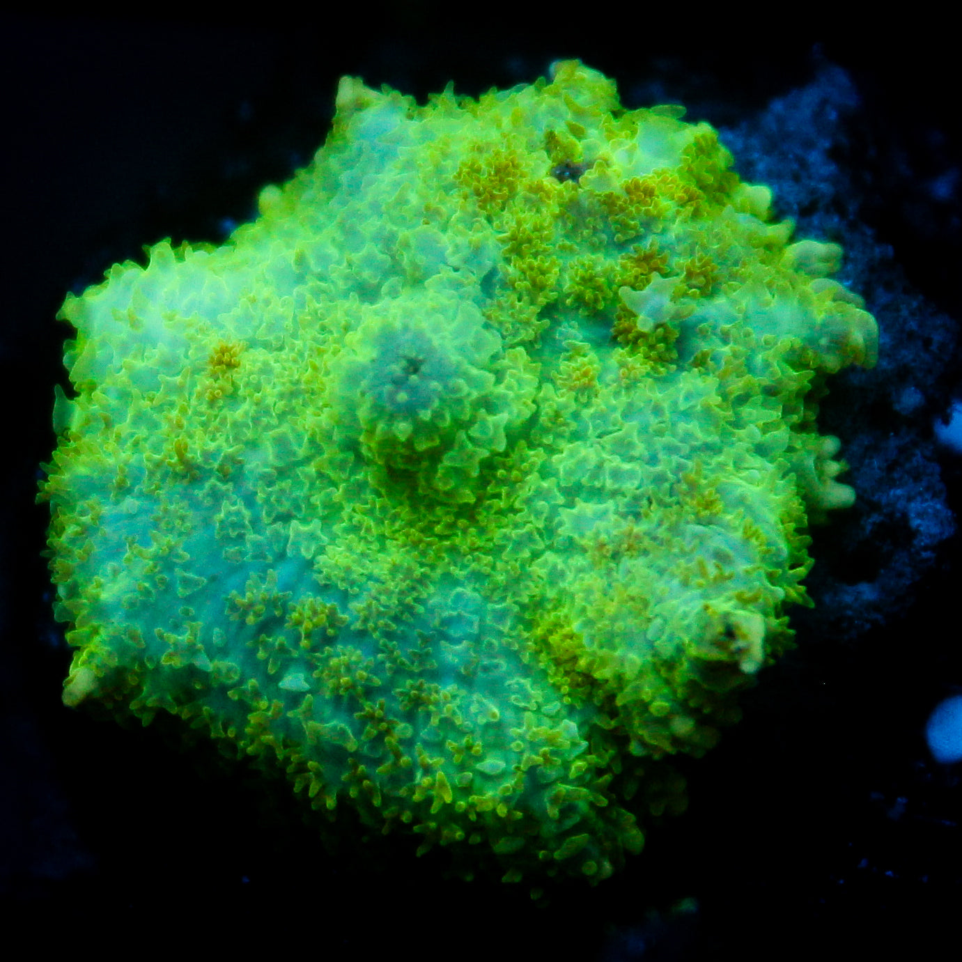 JC Lush Biome Rhodactis