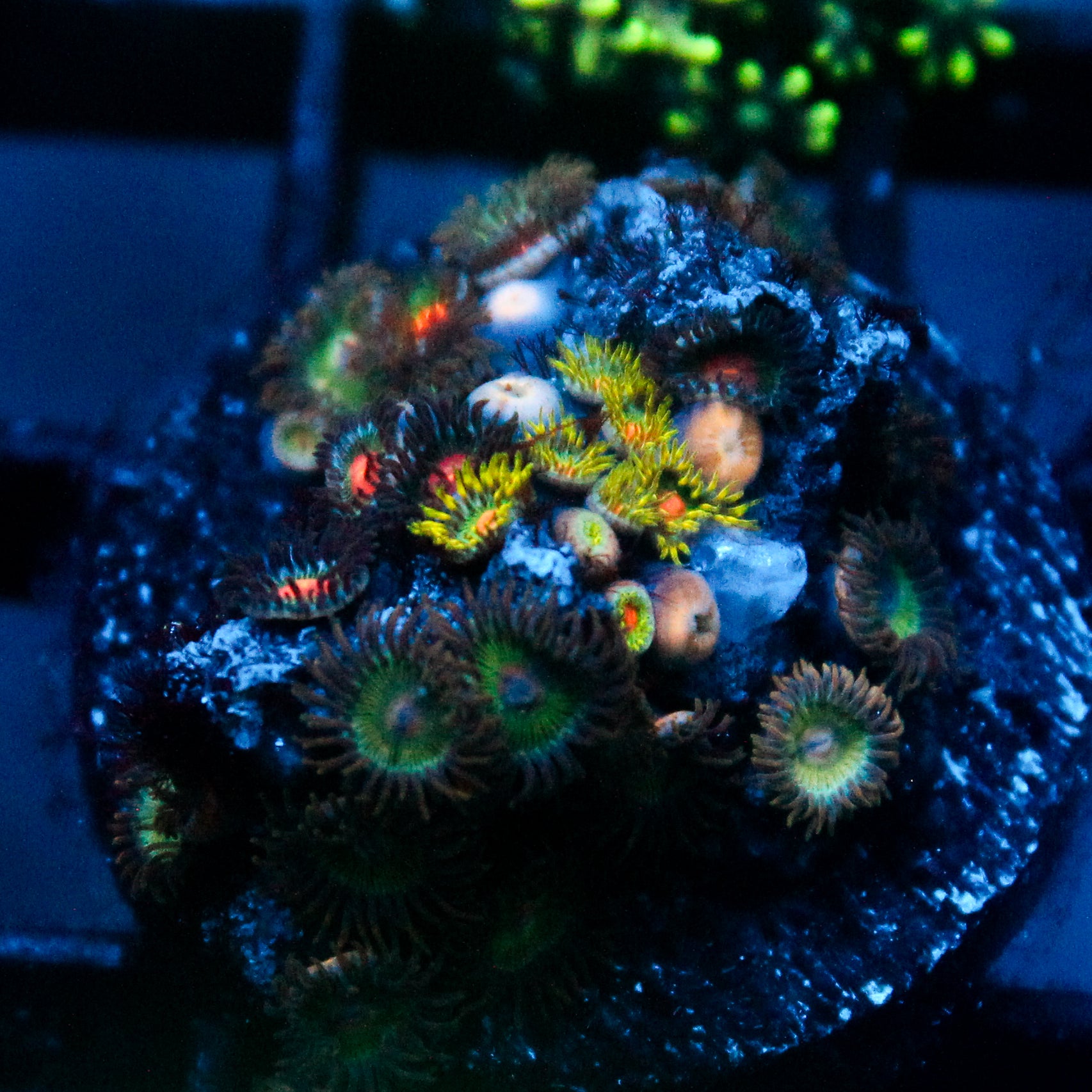 JC Zoa Garden Seed