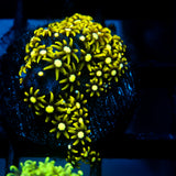 JC Ghoul Polyp GSP