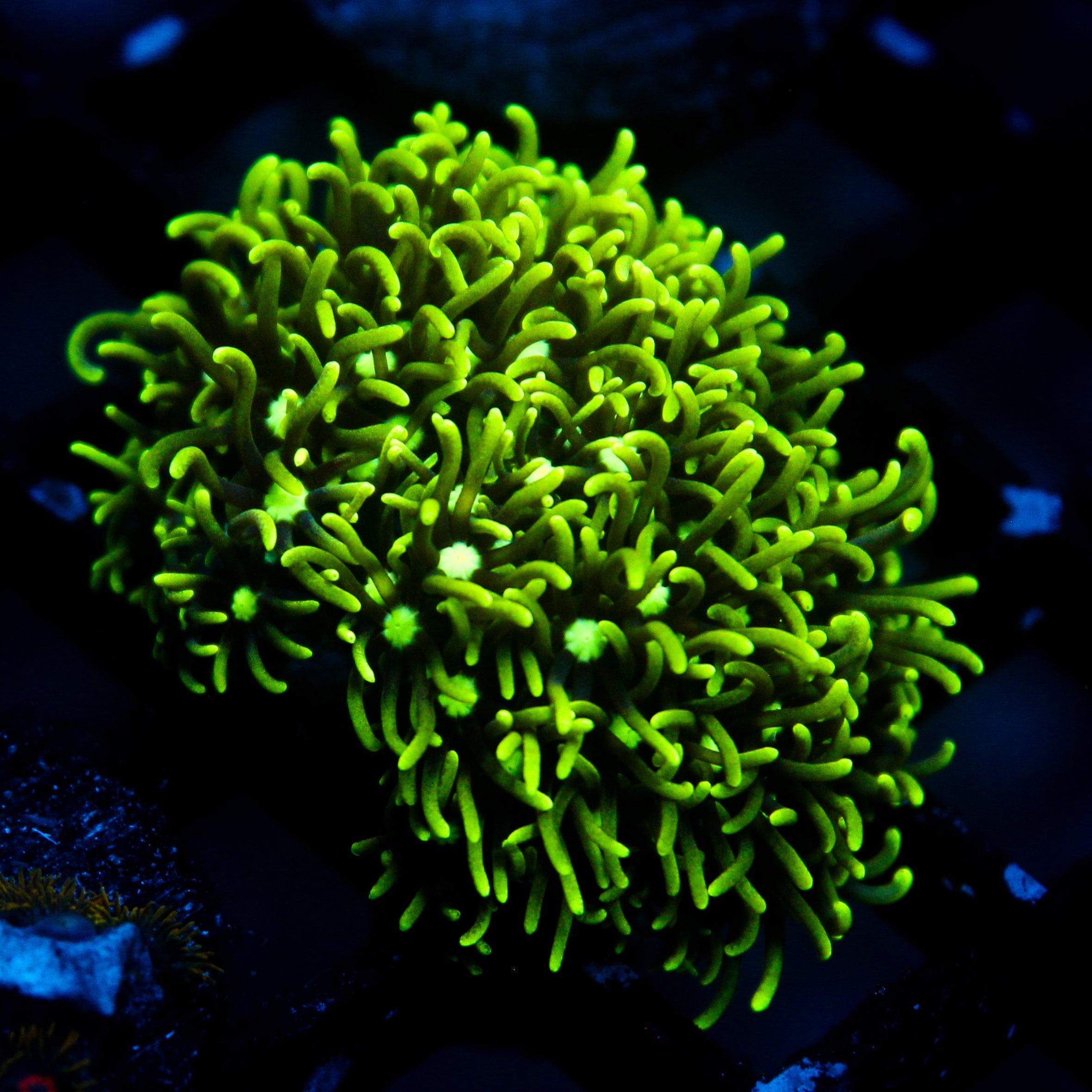 JC GSP