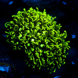 JC GSP