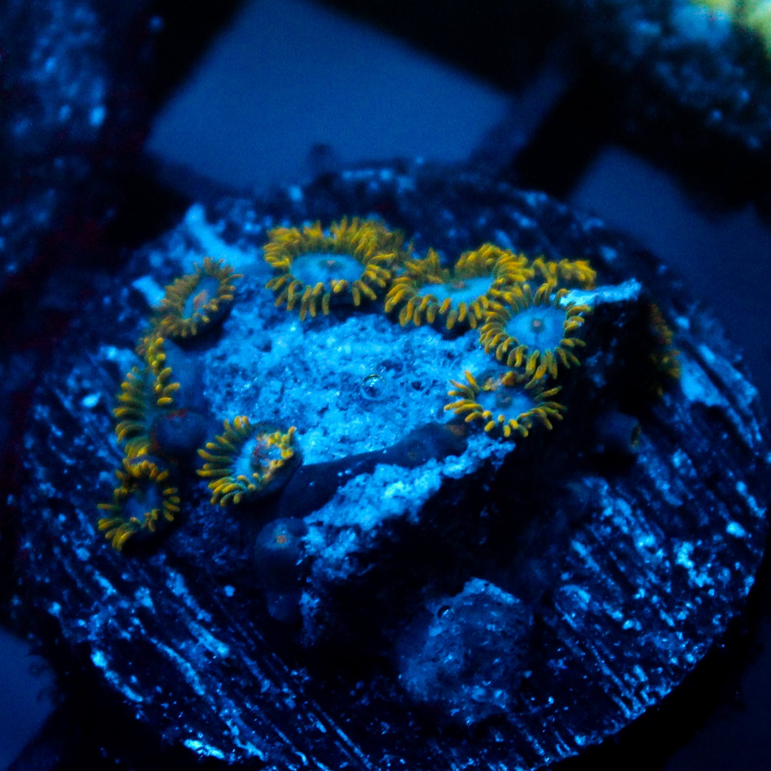 JC Saturn Zoanthid