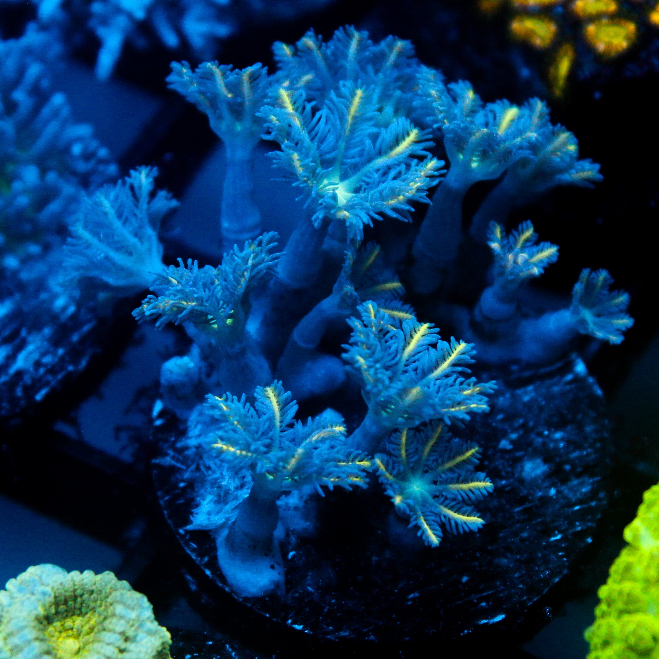JC Orange Tip Clove Polyp