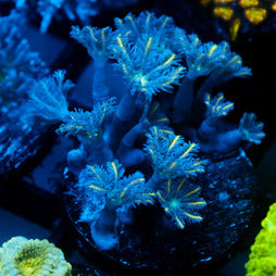 JC Orange Tip Clove Polyp