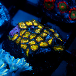 JC Solar Eclipse Zoanthid