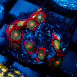 JC Gatorade Zoanthids