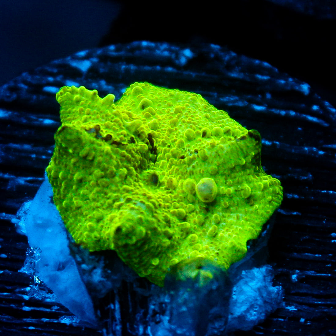 JC Ultra Eclectus