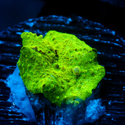 JC Ultra Eclectus