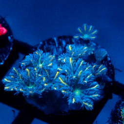 JC Yellow Tip Clove Polyp
