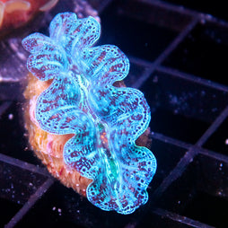 JC Biota Aquacultured Ultra Crocea