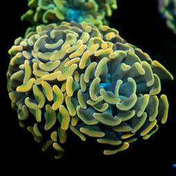 JC Goldfish Bouquet Hammer