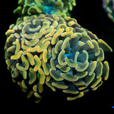 JC Goldfish Bouquet Hammer