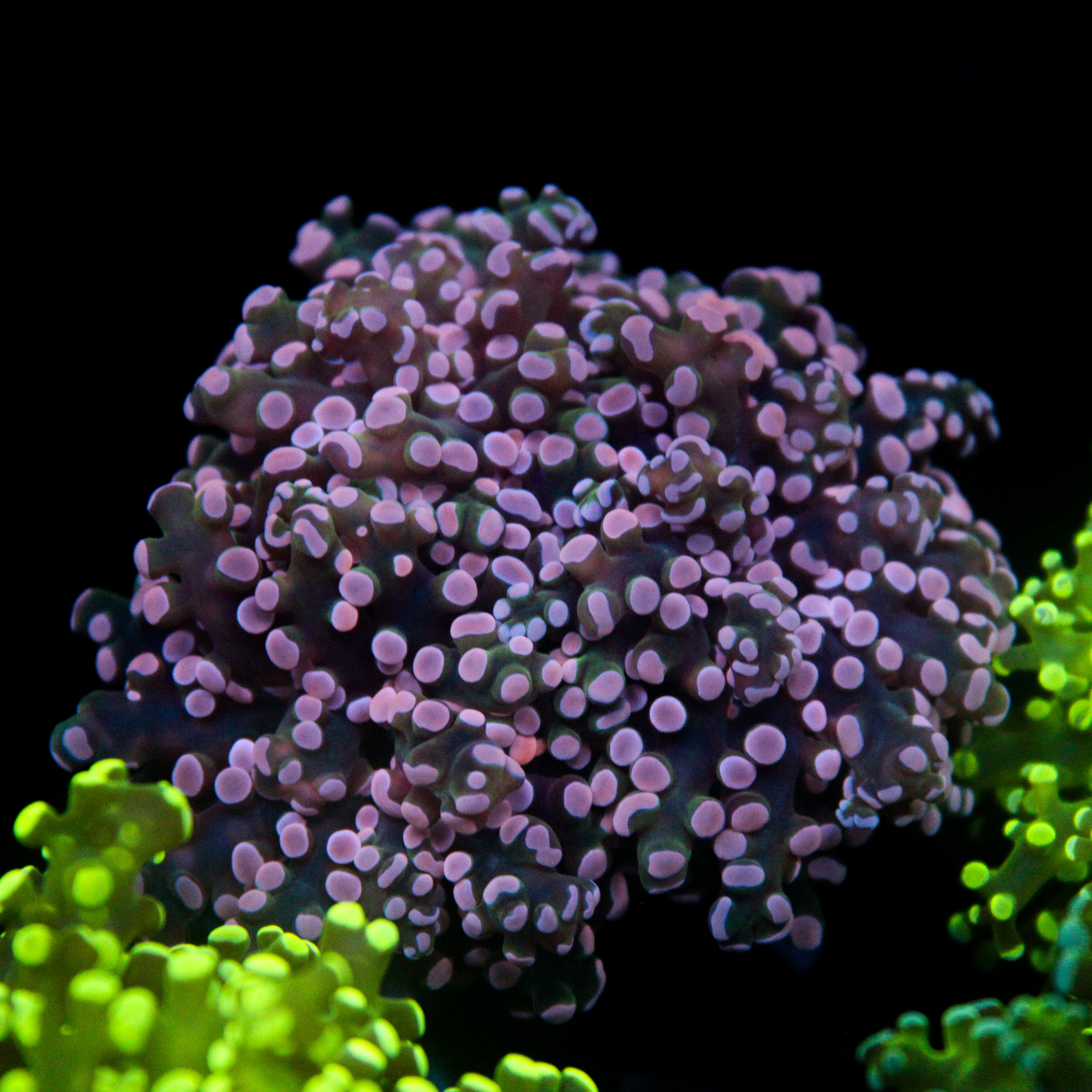 JC Pink Tip Frogspawn