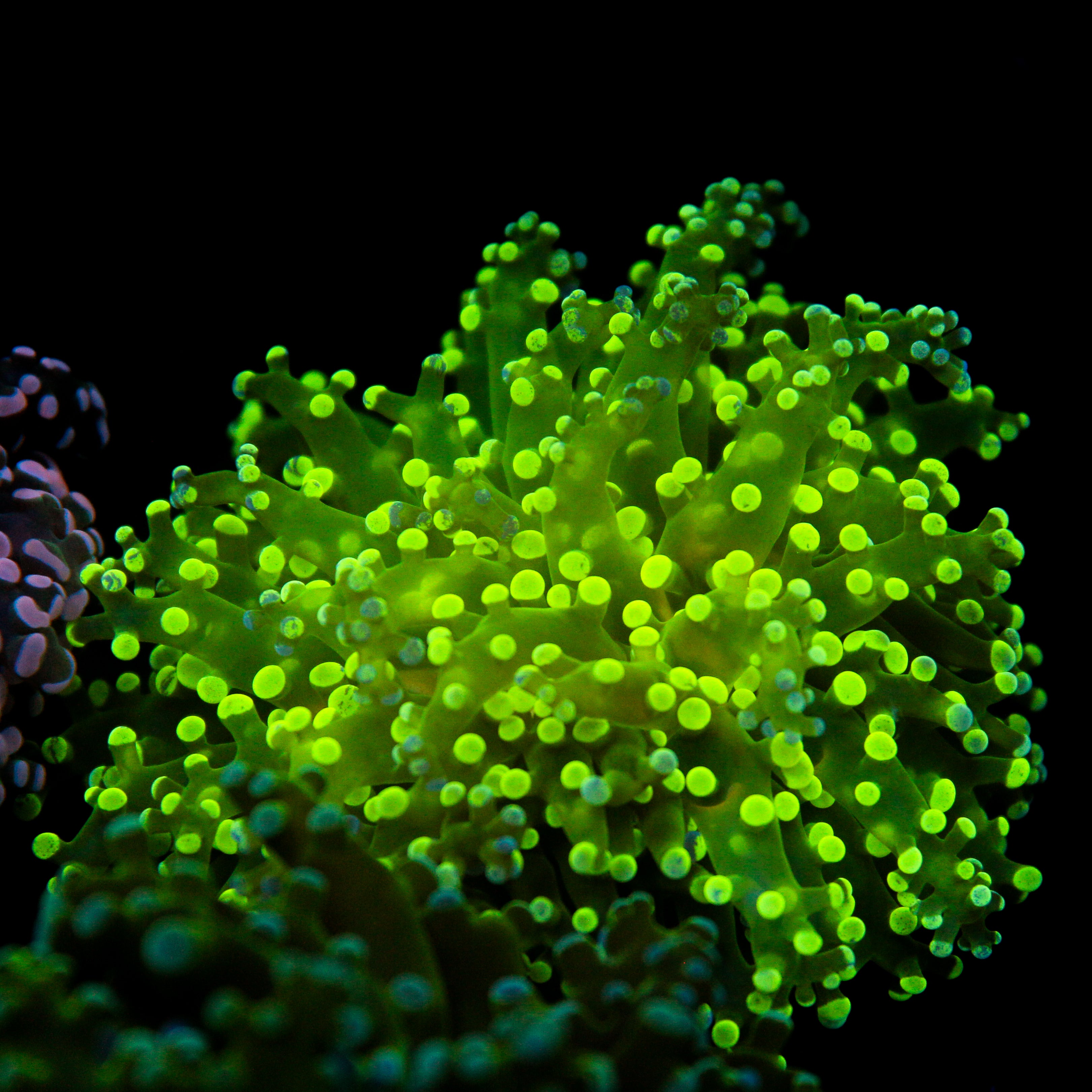 JC Splatter Frogspawn