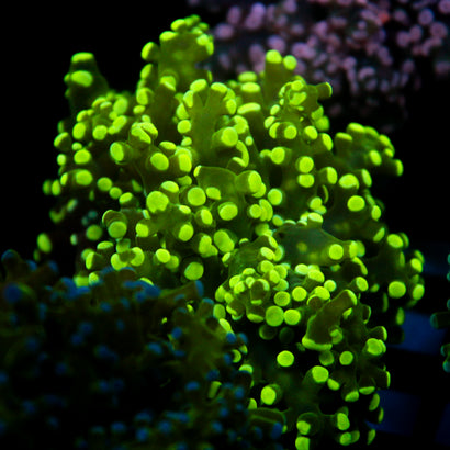 JC Neon Green Frogspawn