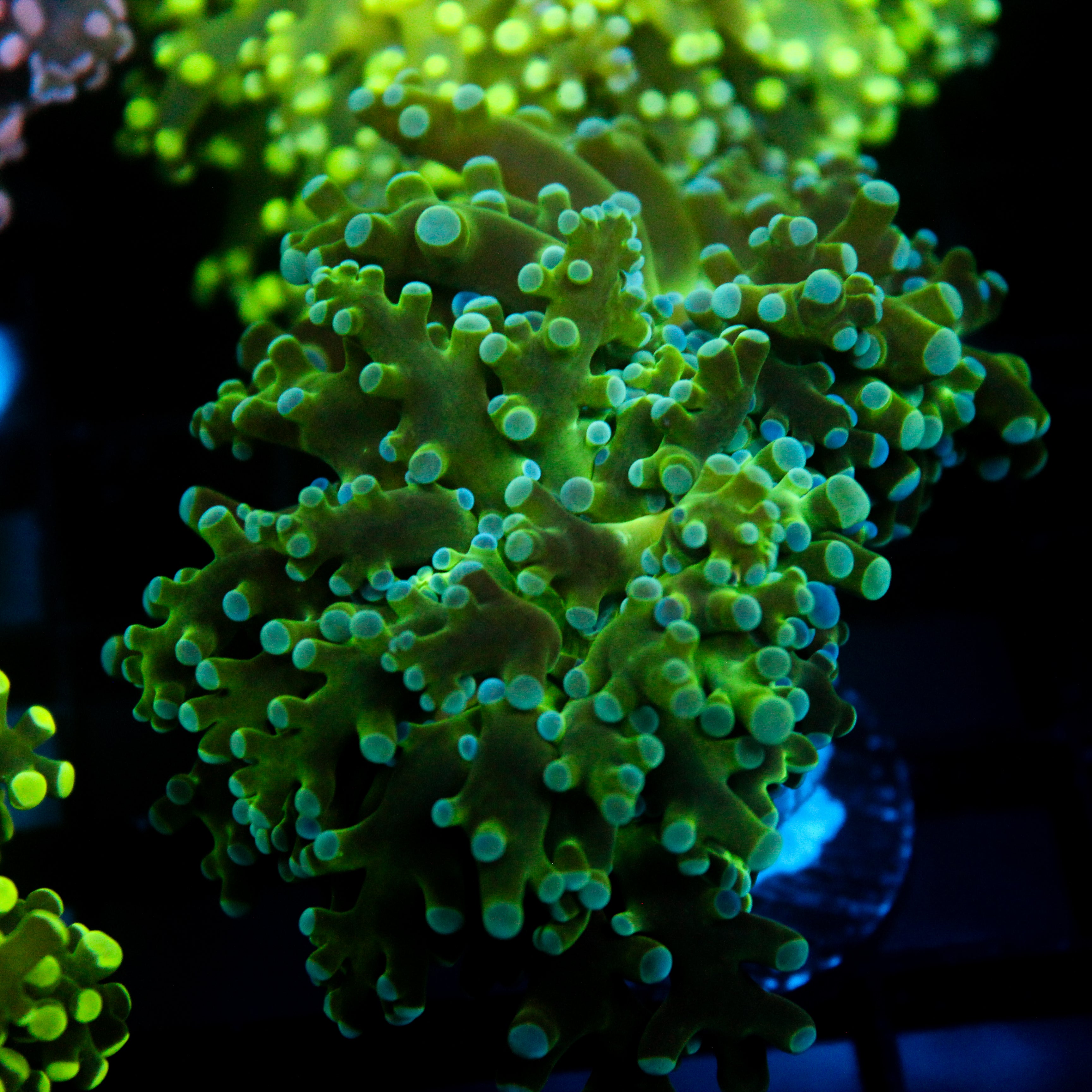 JC Fresh Breath Frogspawn