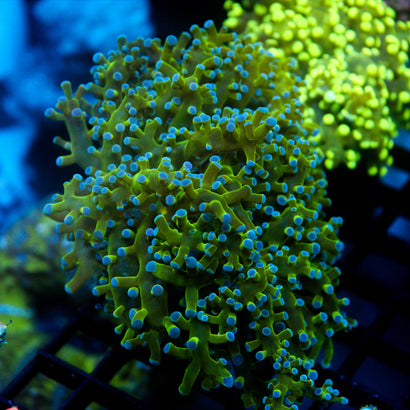 JC Hulk Buster Frogspawn