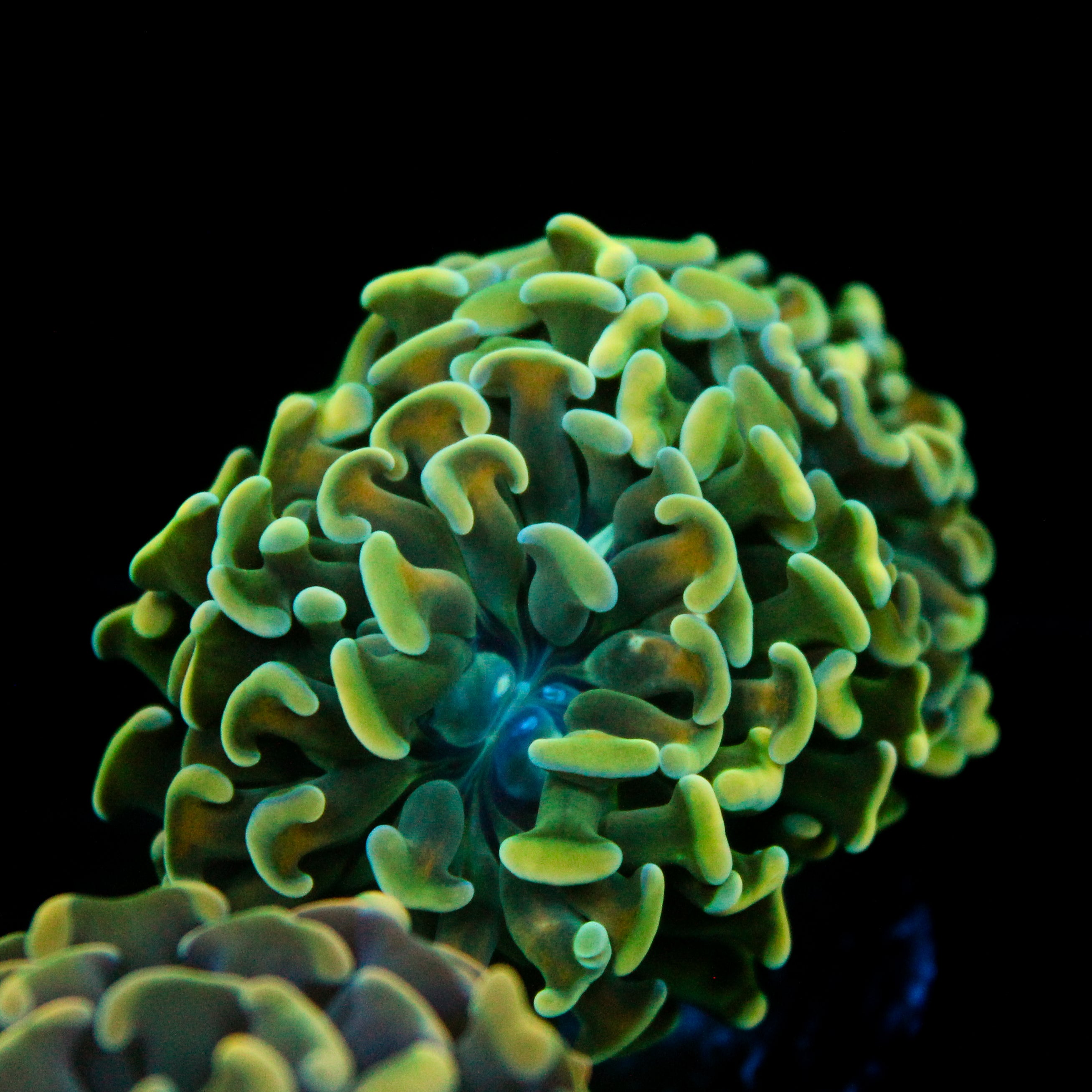JC Blue Marble Hammer