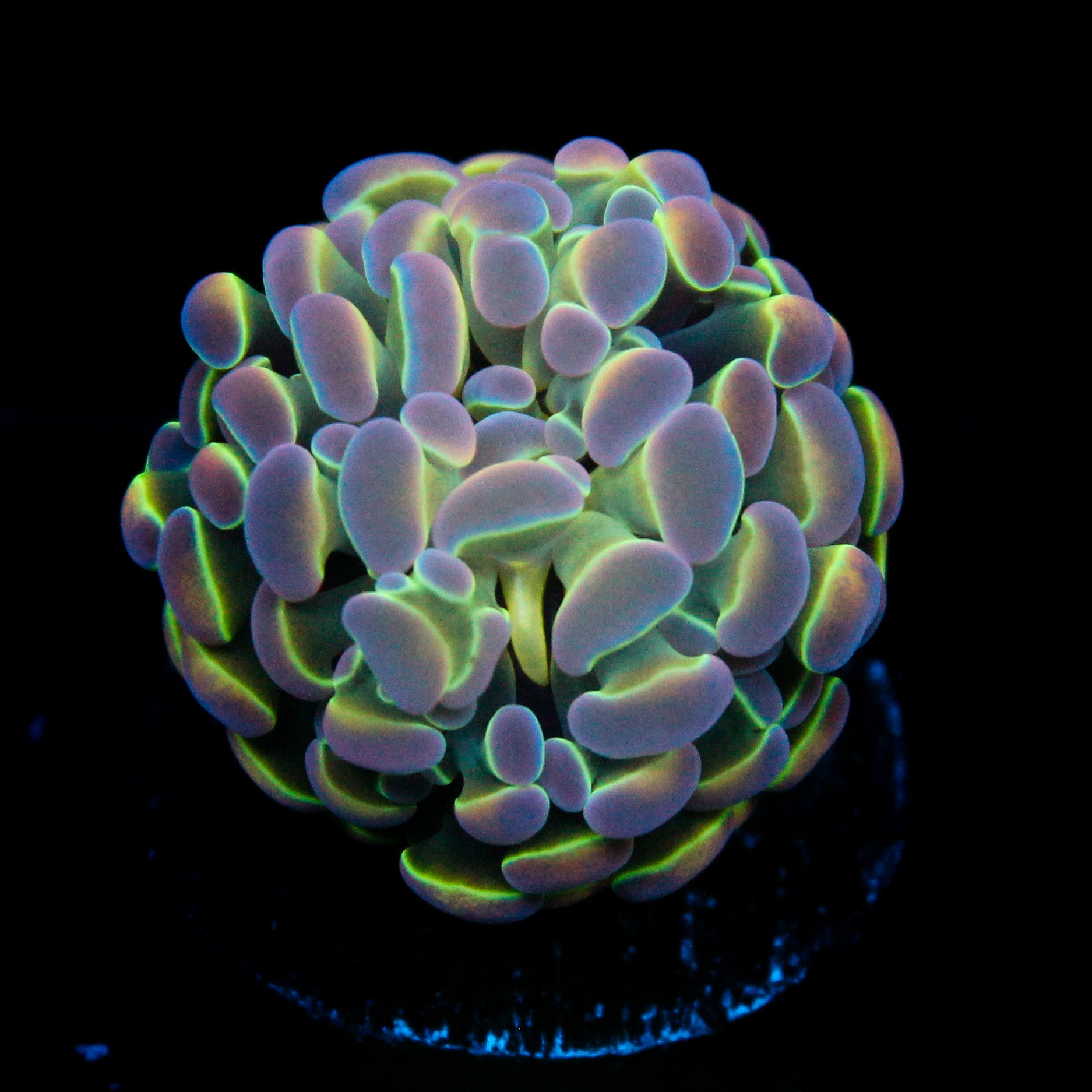 JC Ultra Hologram Hammer