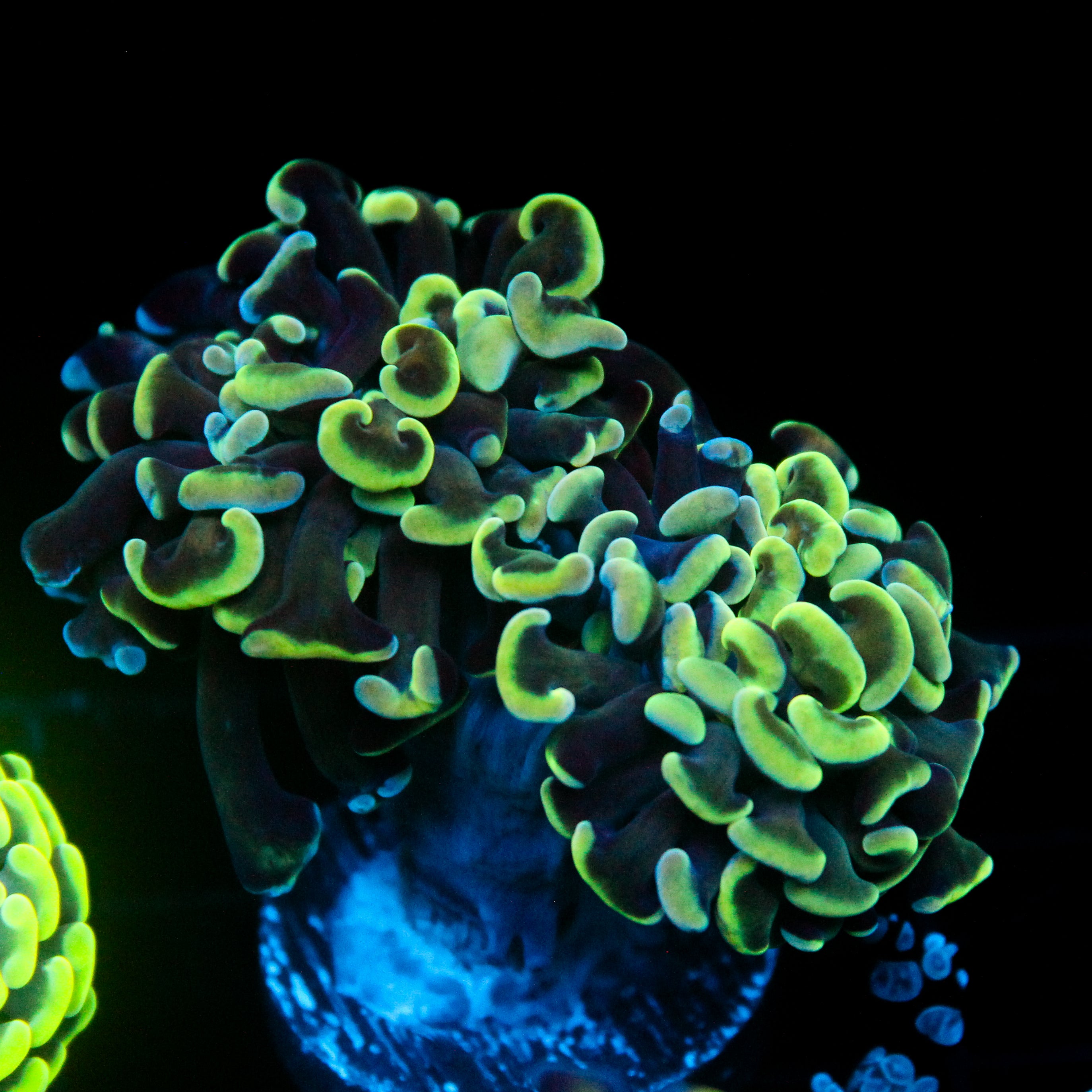 JC Seafoam Hammer