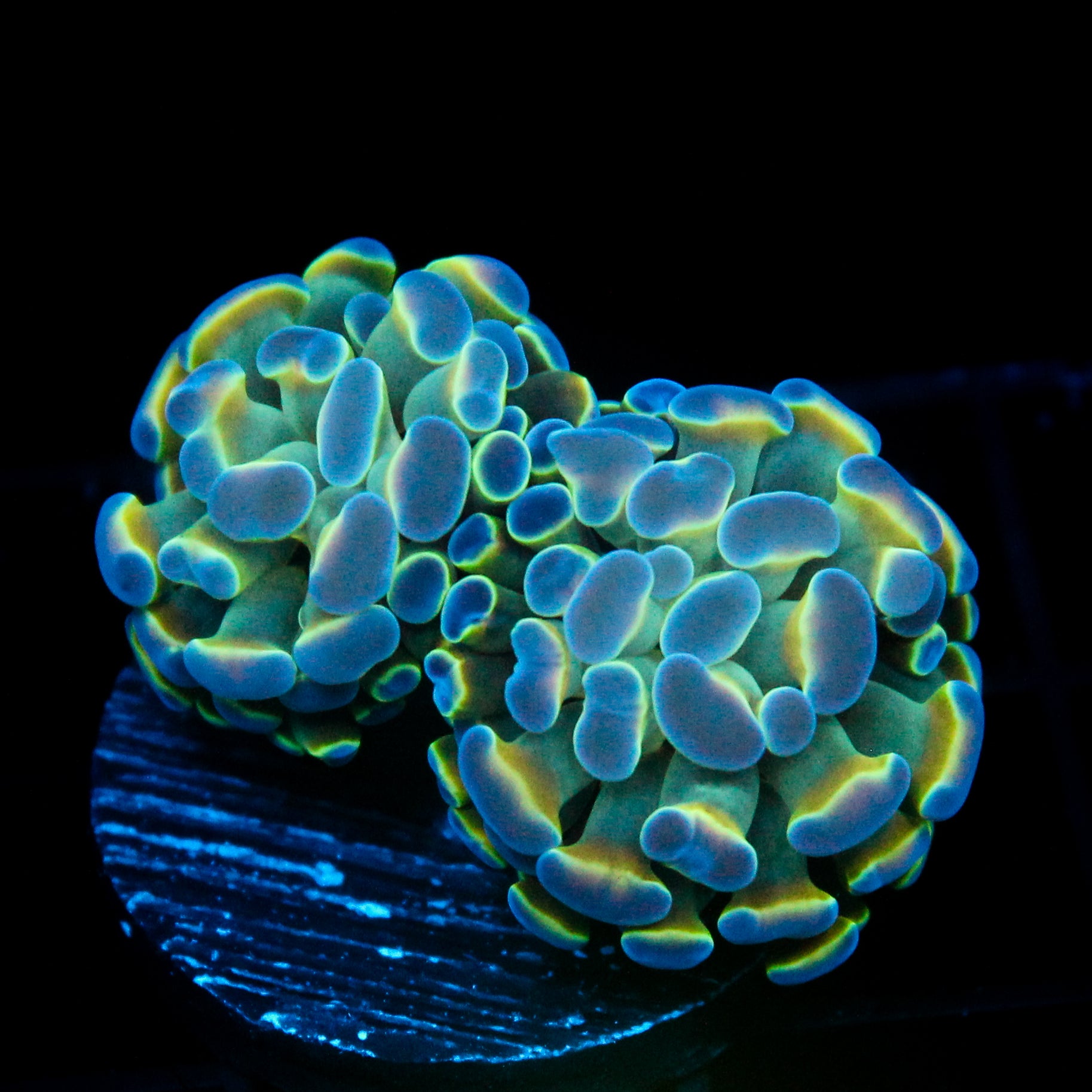 JC Hologram Hammer