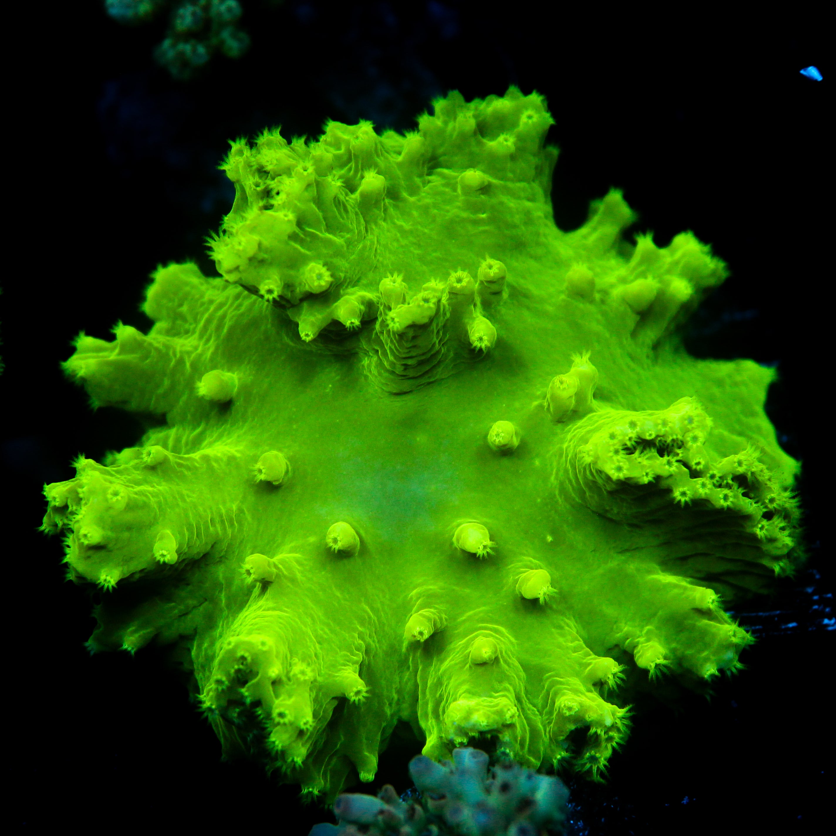 JC Neon Green Cabbage Coral