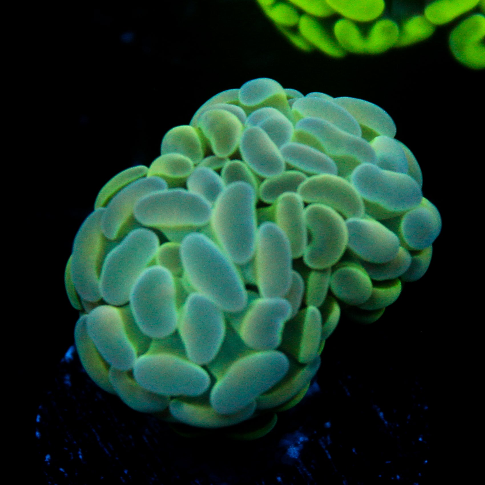 JC Alien Glow Hammer