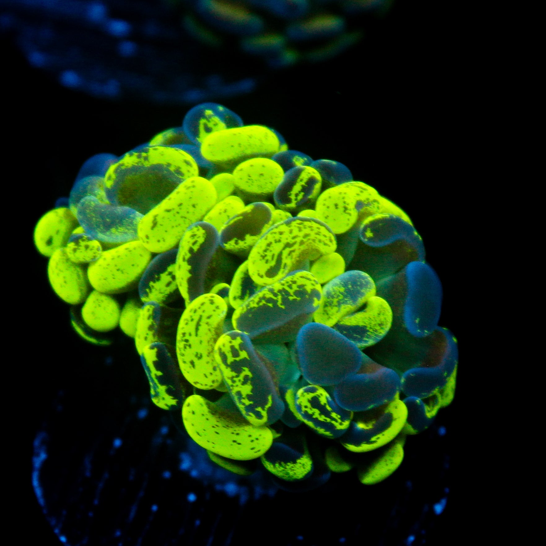 JC Neon Green Splatter Hammer