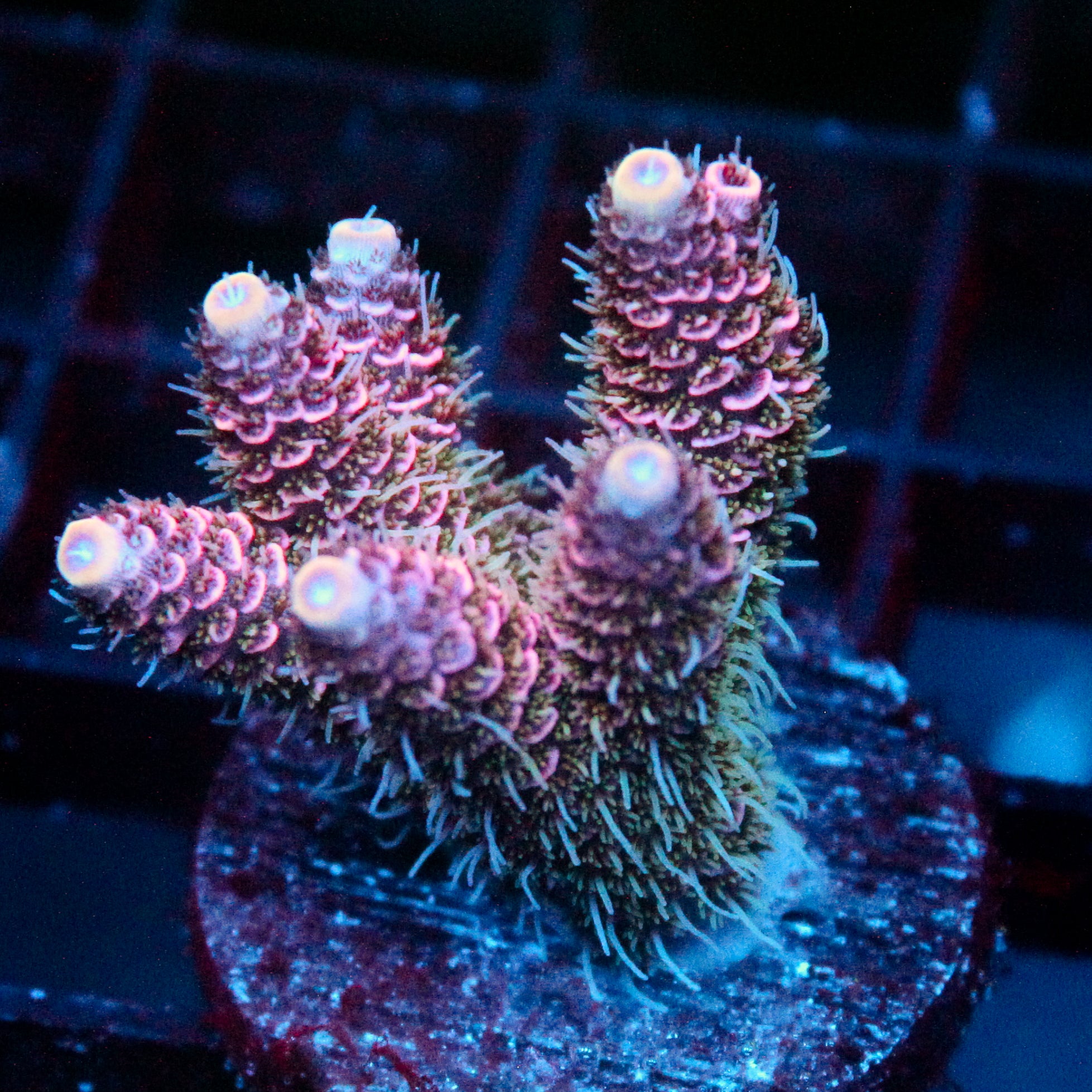 JC Enchantress Acro