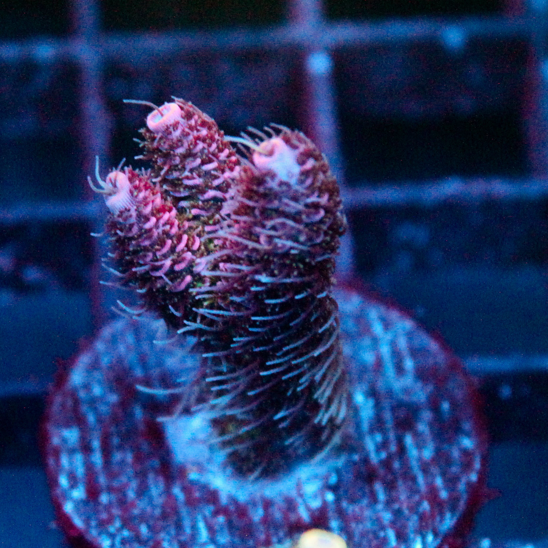 JC Enchantress Acro