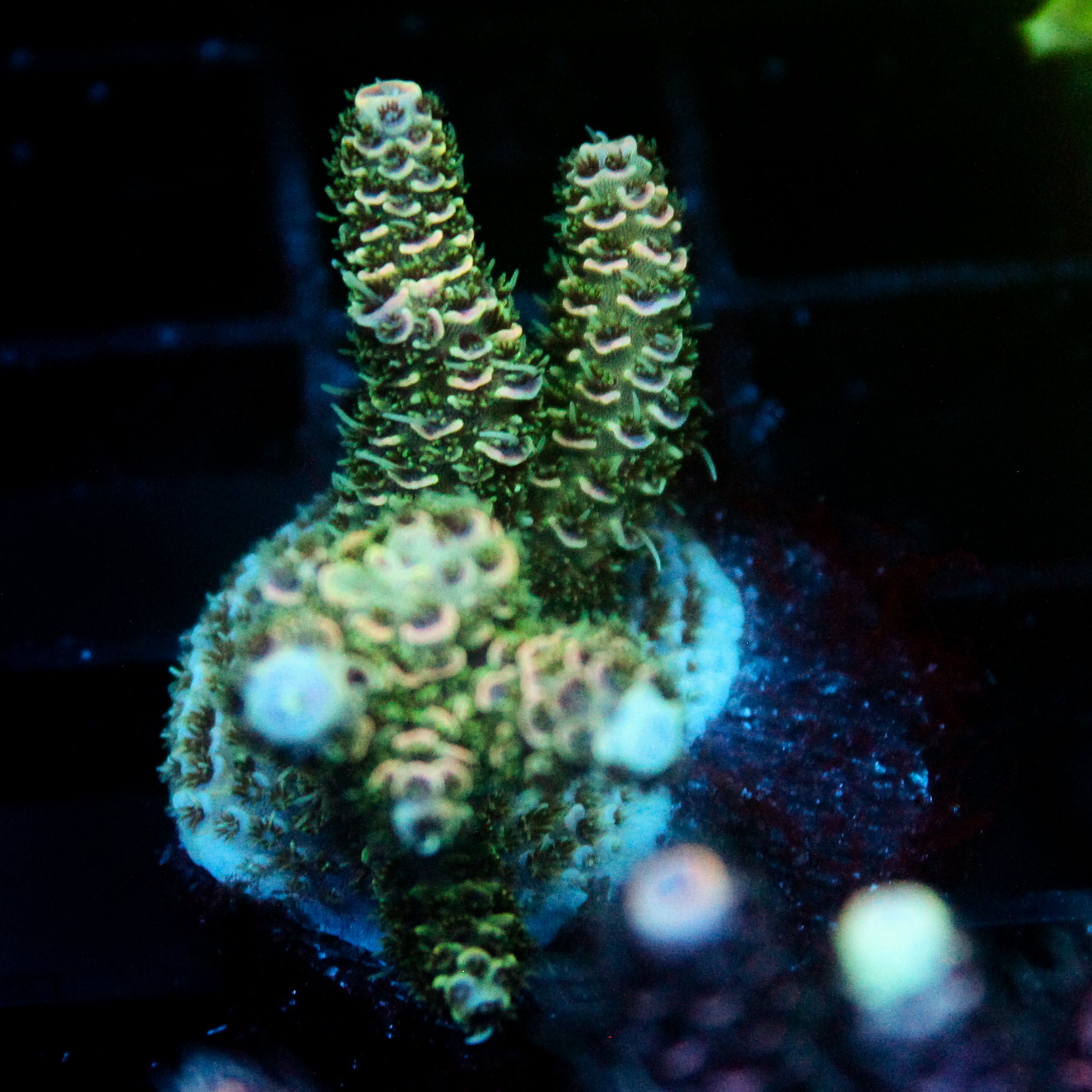 JC Green Creep Acro