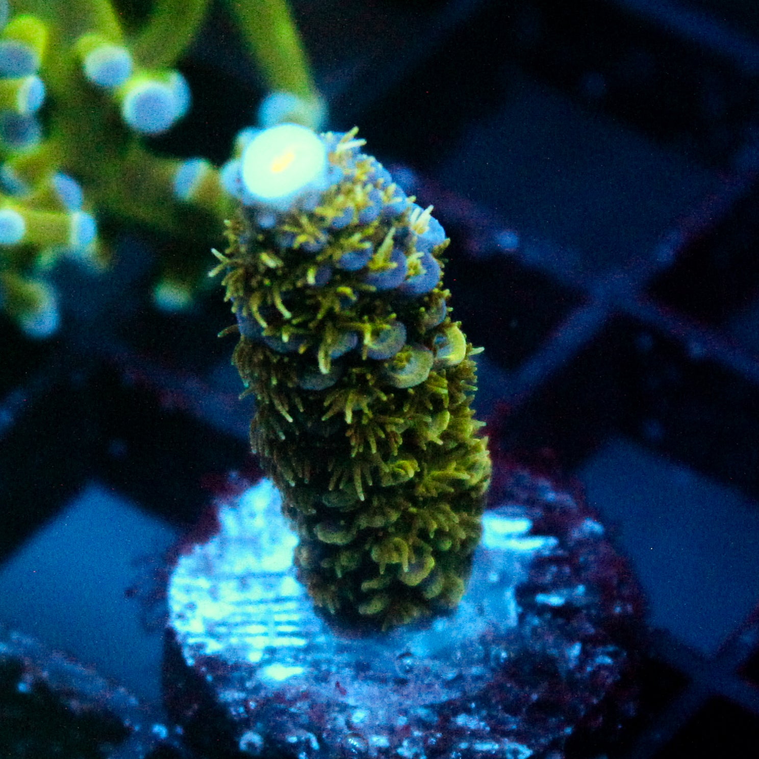JC Abominable Acro
