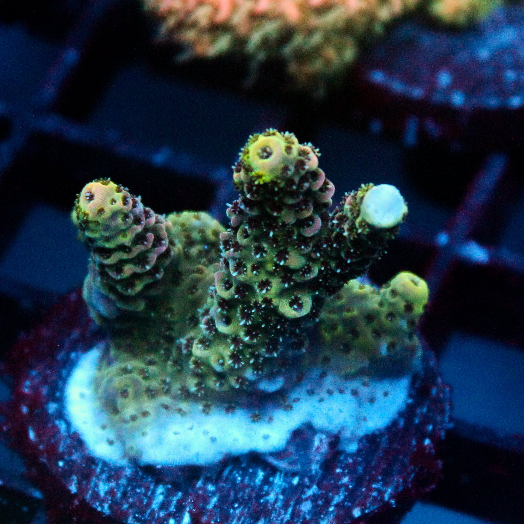JC Green Creep Acro