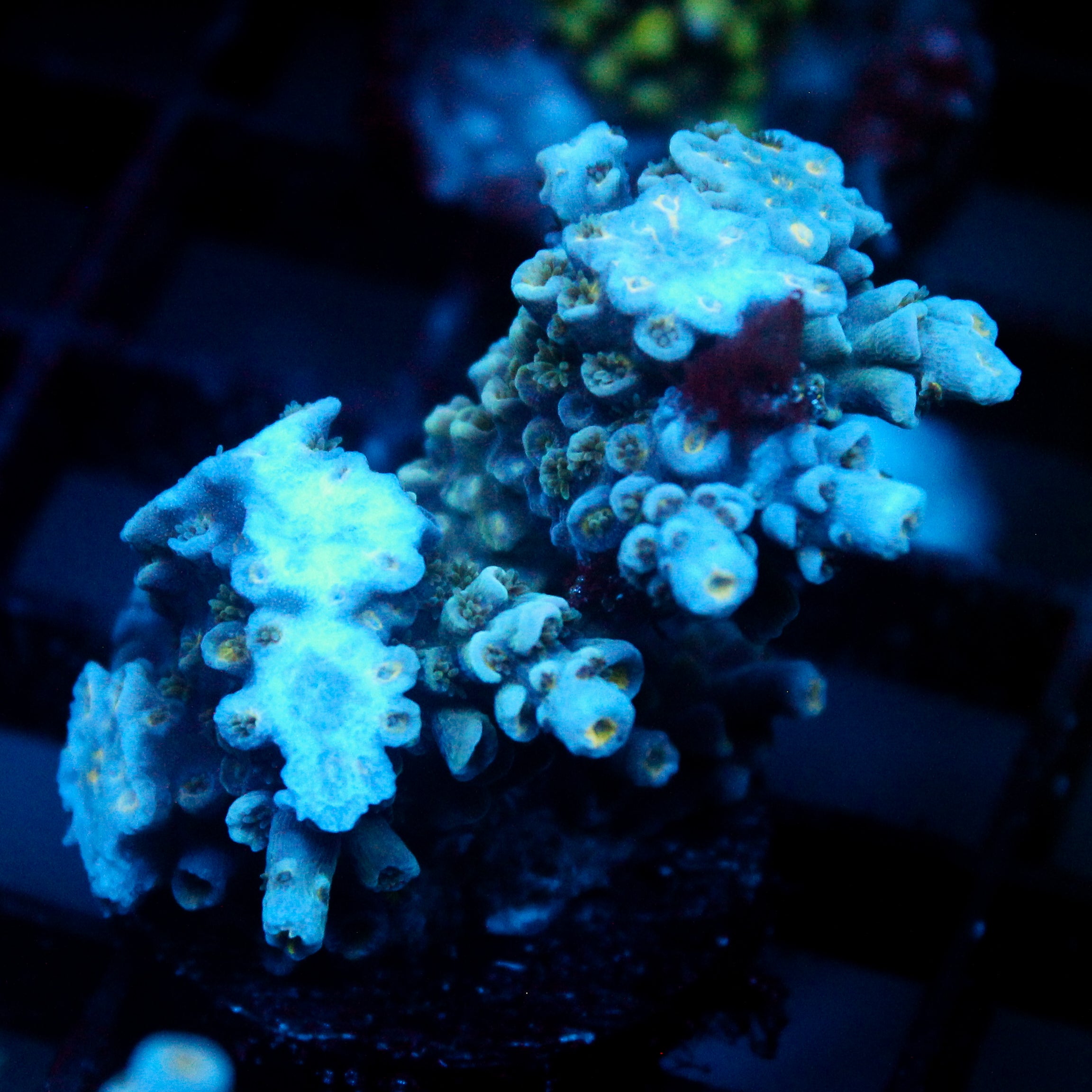 JC Blue Demon Acro