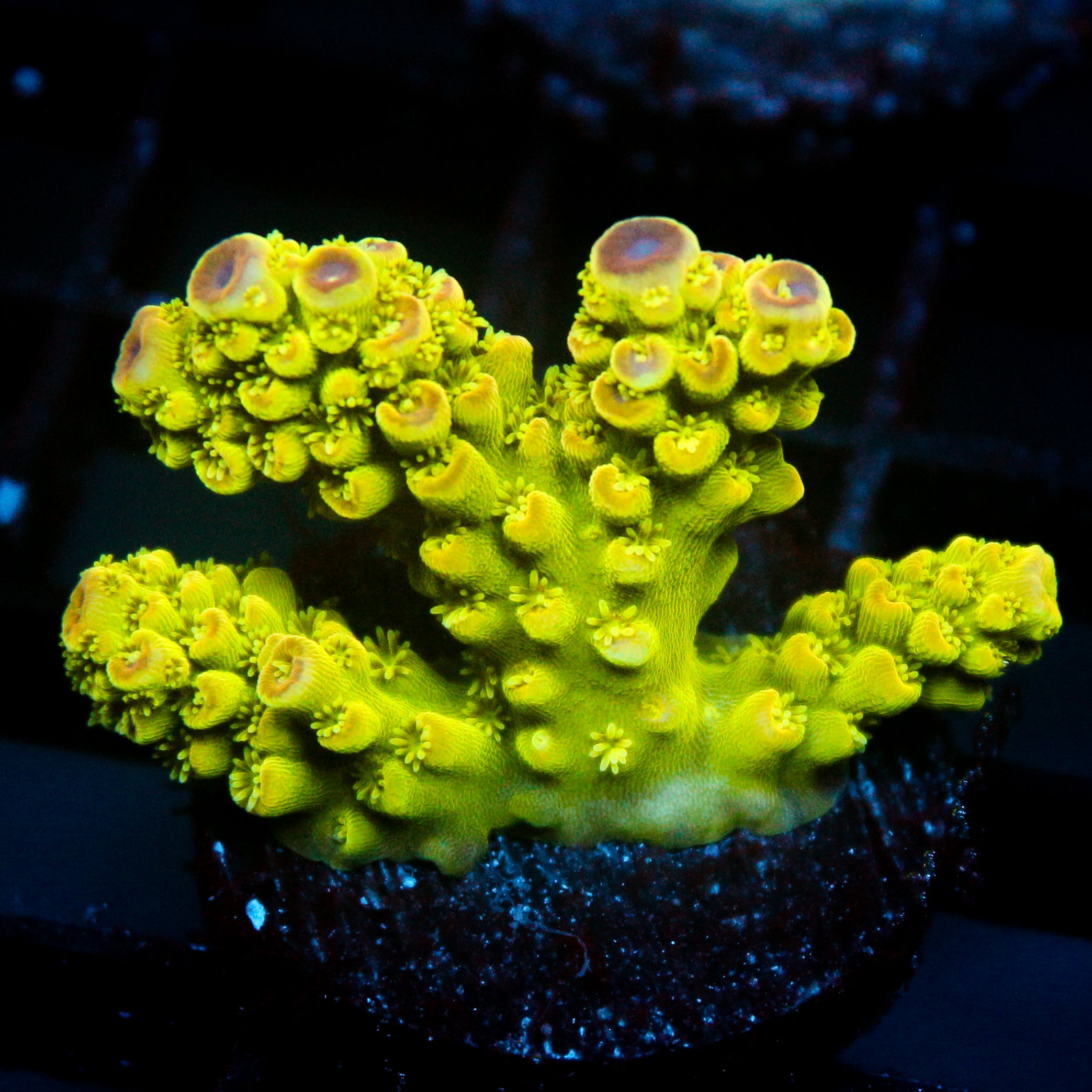 JC Electric Grove Acro