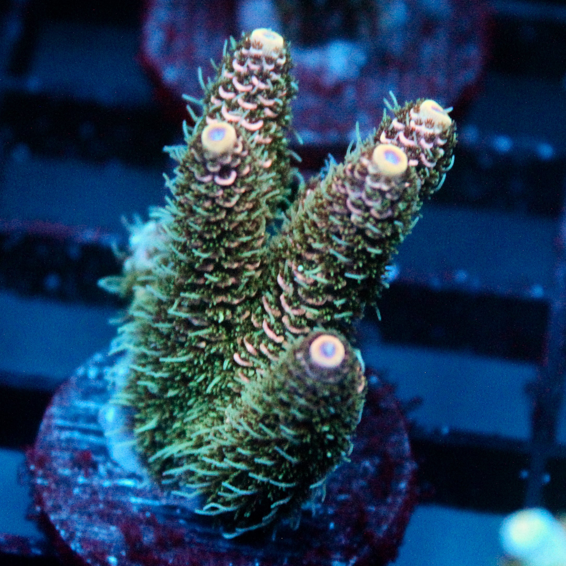 JC Peach Fuzz Acro