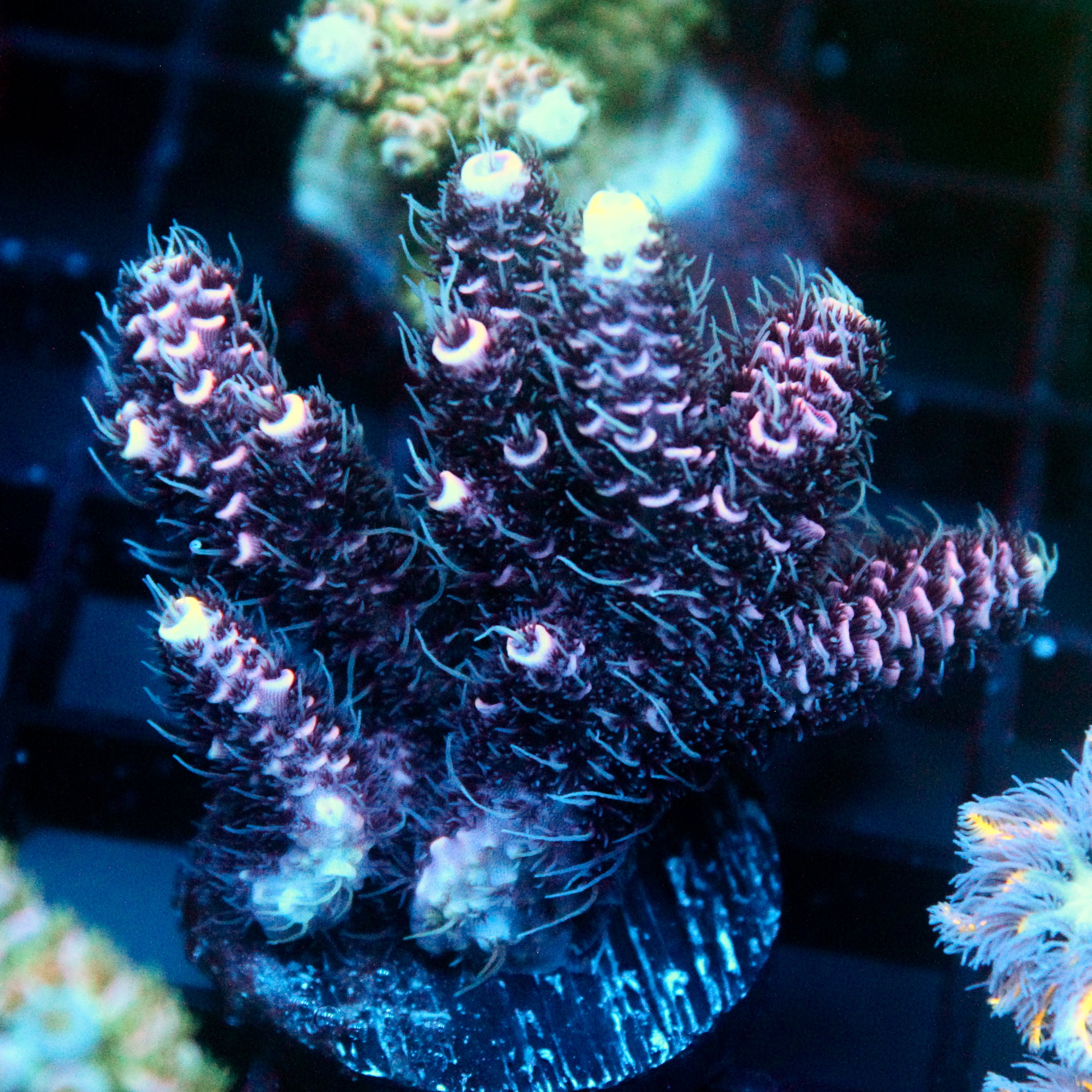 JC Purple Monster Acro