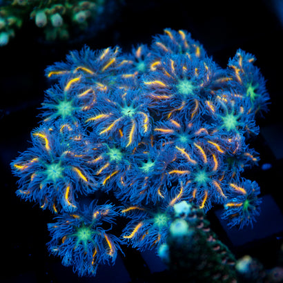 JC Orange Tip Clove Polyp