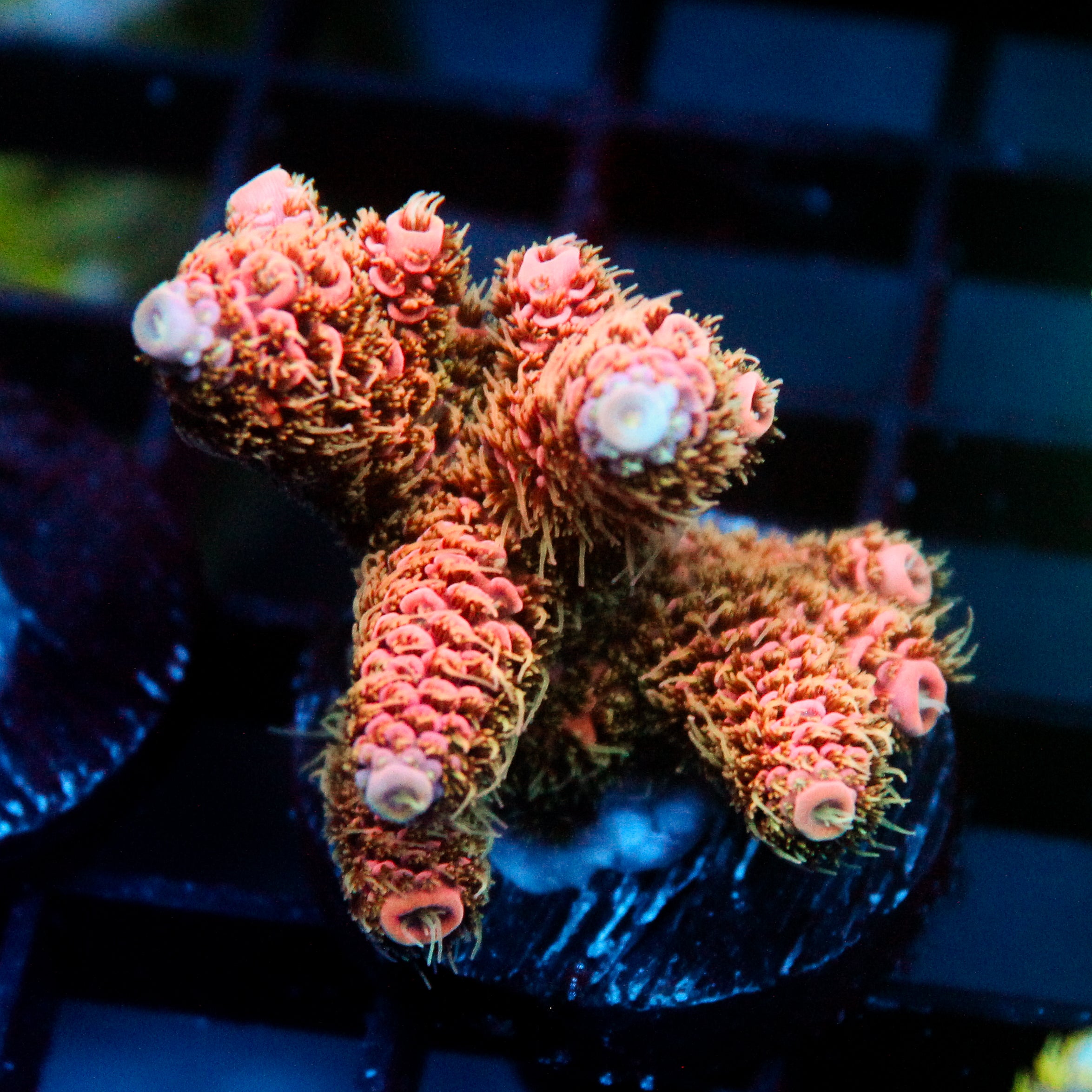 JC Cactus Cooler Acro