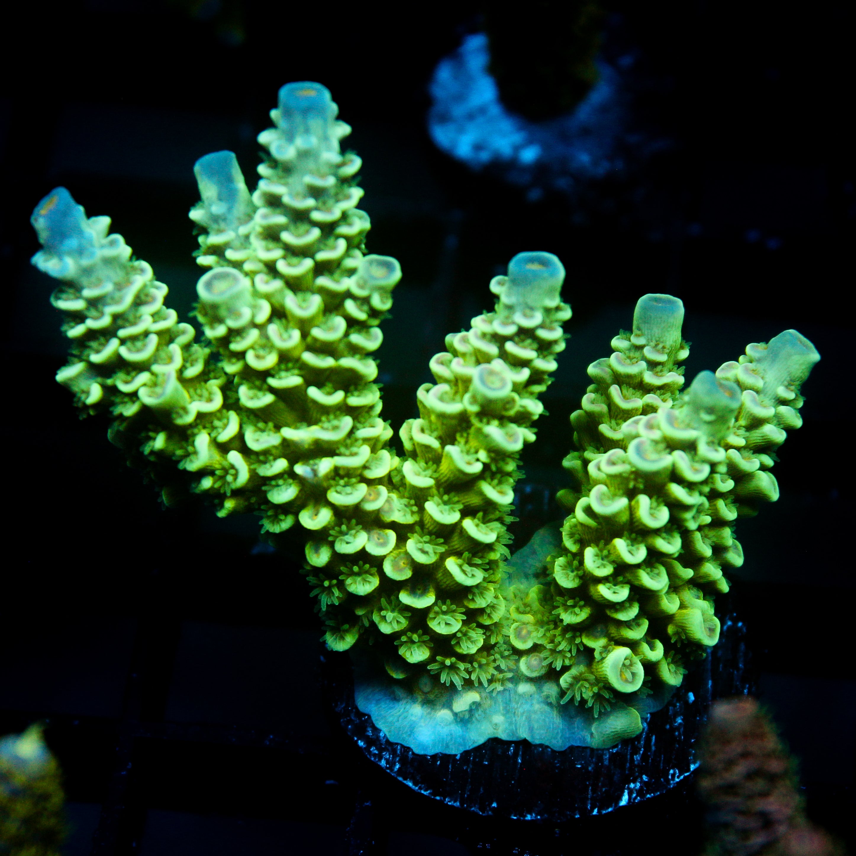 JC Green Demon Acro