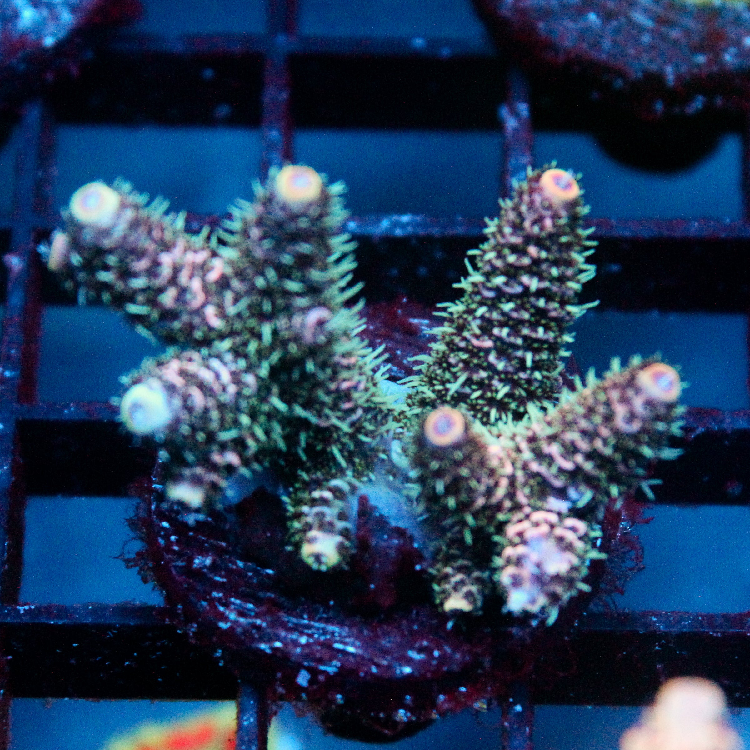 JC Blue Fuzz Acro