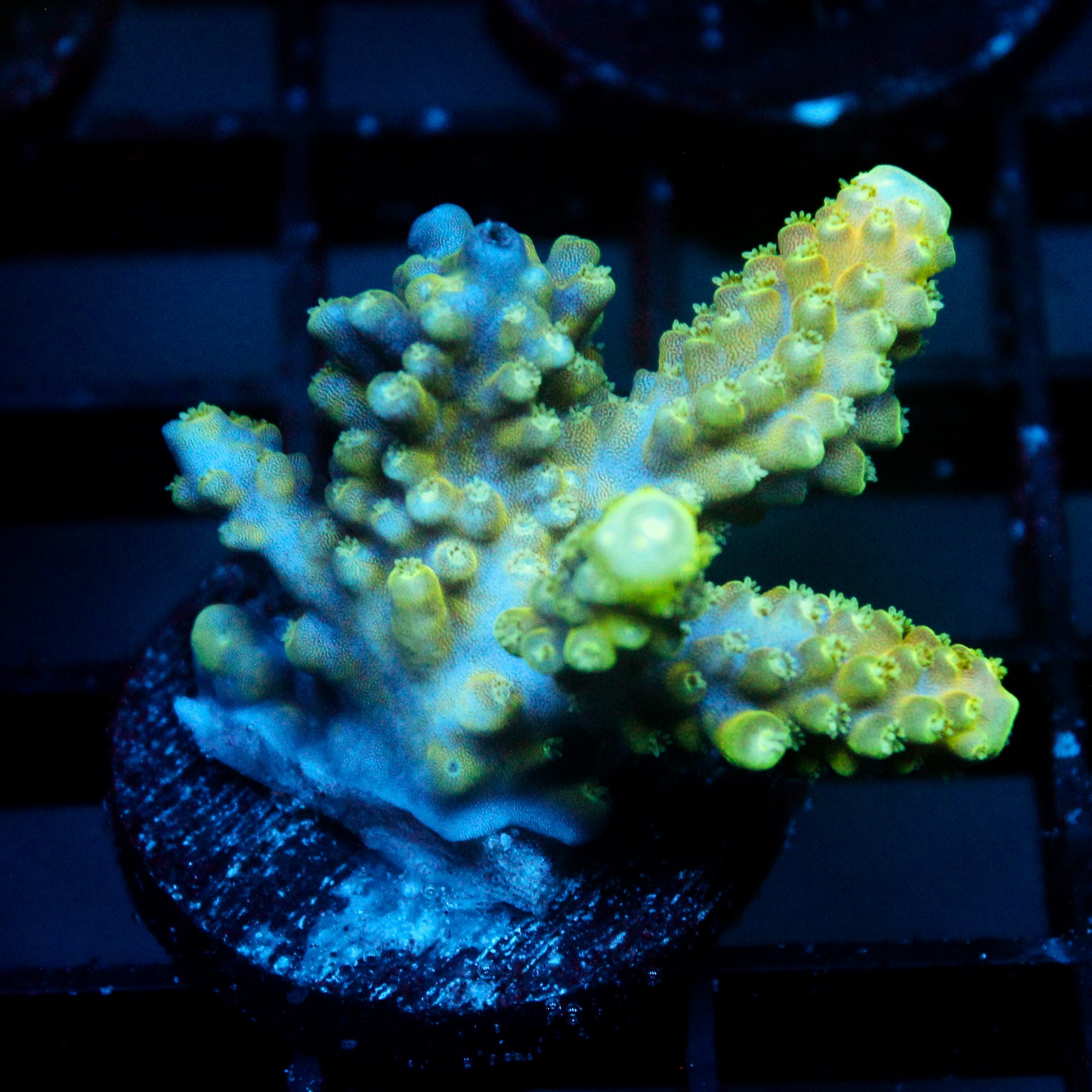 JC Christmas Cactus Acro
