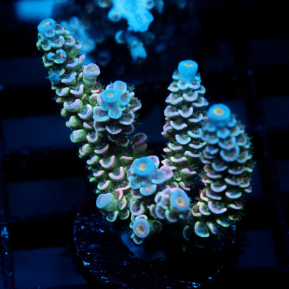 JC Petals Acro